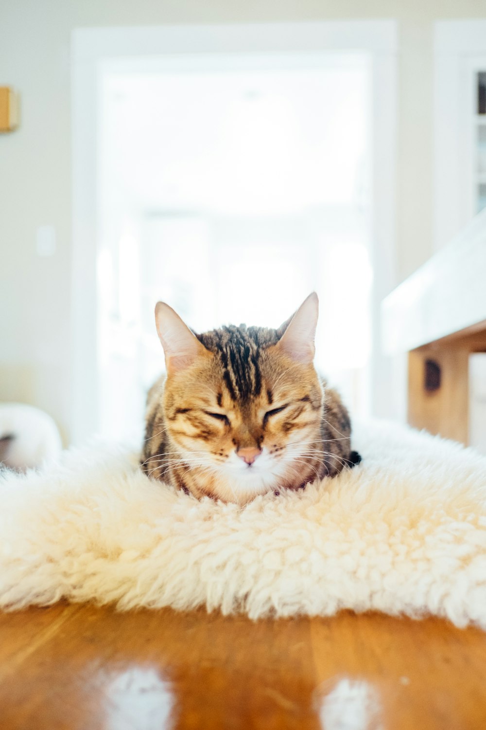 grey tabby cat on beige fur surface