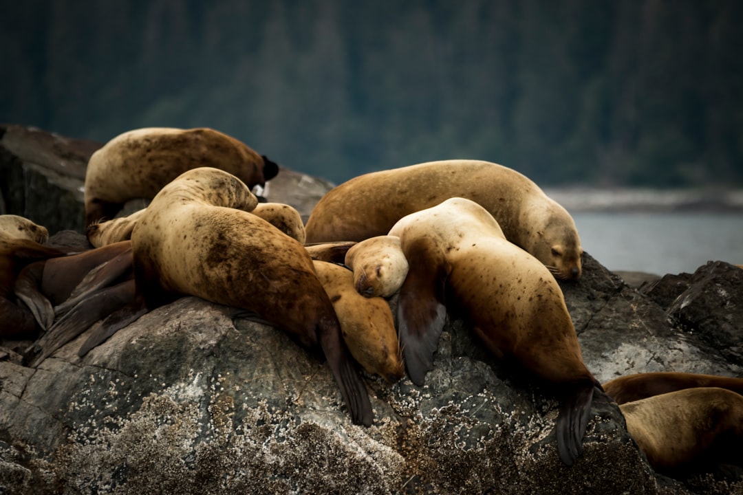 sea lion resting on top of rocks