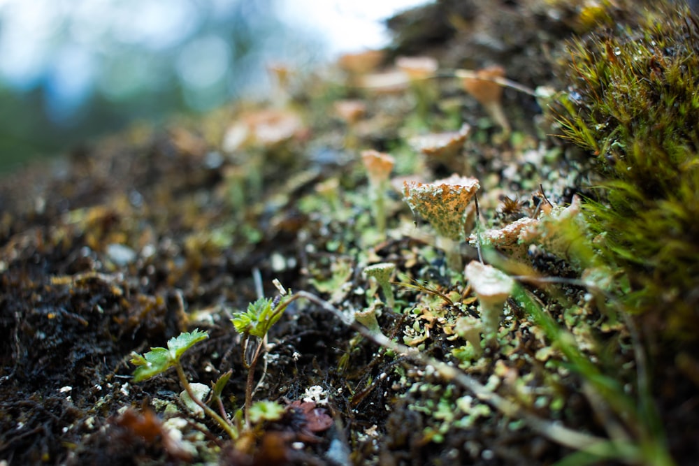 erba verde con goccioline d'acqua