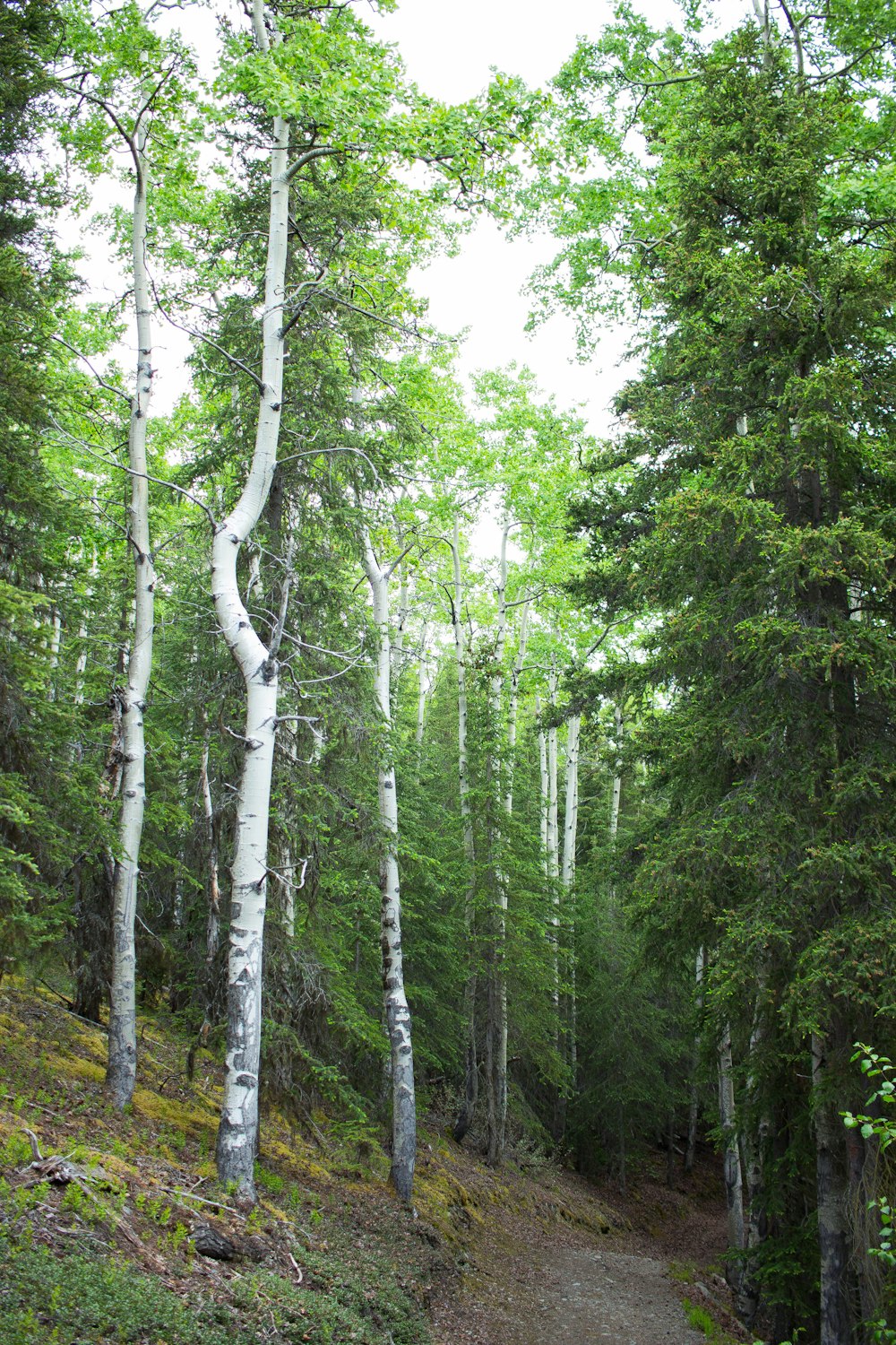 green trees under white sky during daytime