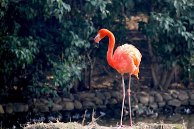 Illustration of a vibrant pink flamingo with an artistic background.