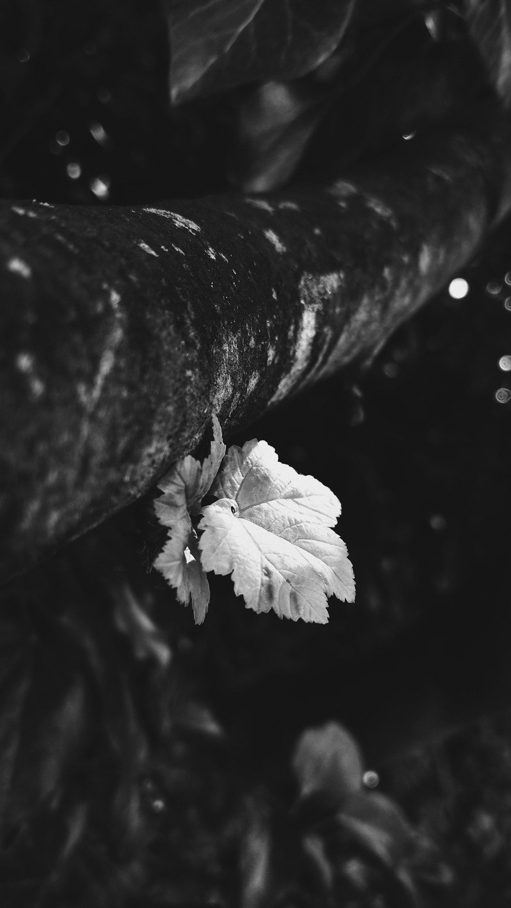 A black and white picture of a leaf.