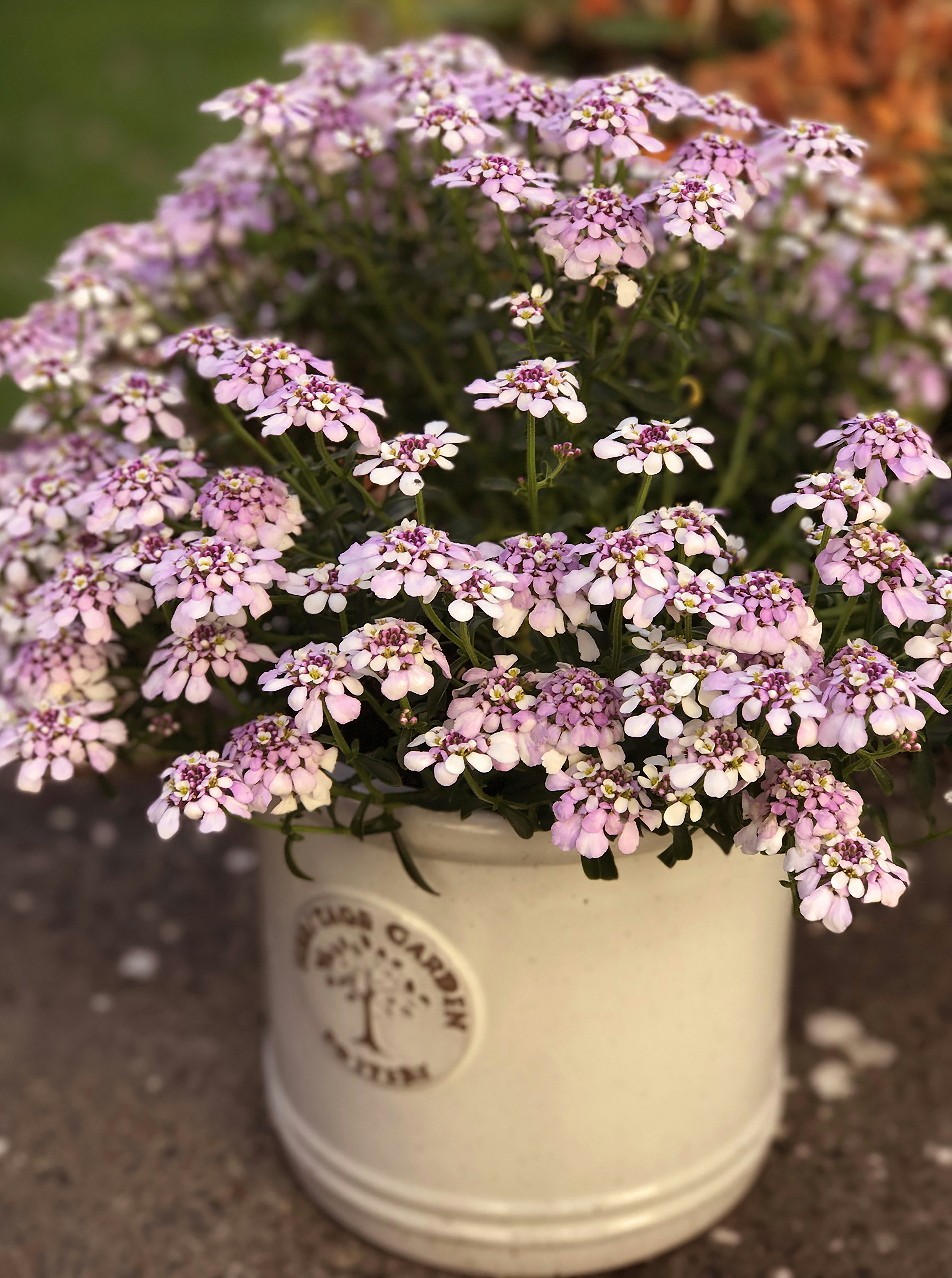 Creating a Herb Container Garden: Grow Cooking Herbs in Small Pots or One Long Planter