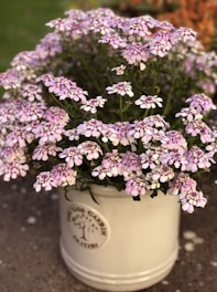 A white pot with the words 'Herb Garden' printed on it, filled with clusters of small, delicate flowers with light purple petals and yellow centers. The plant has abundant green foliage and is placed on a slightly rough concrete surface.