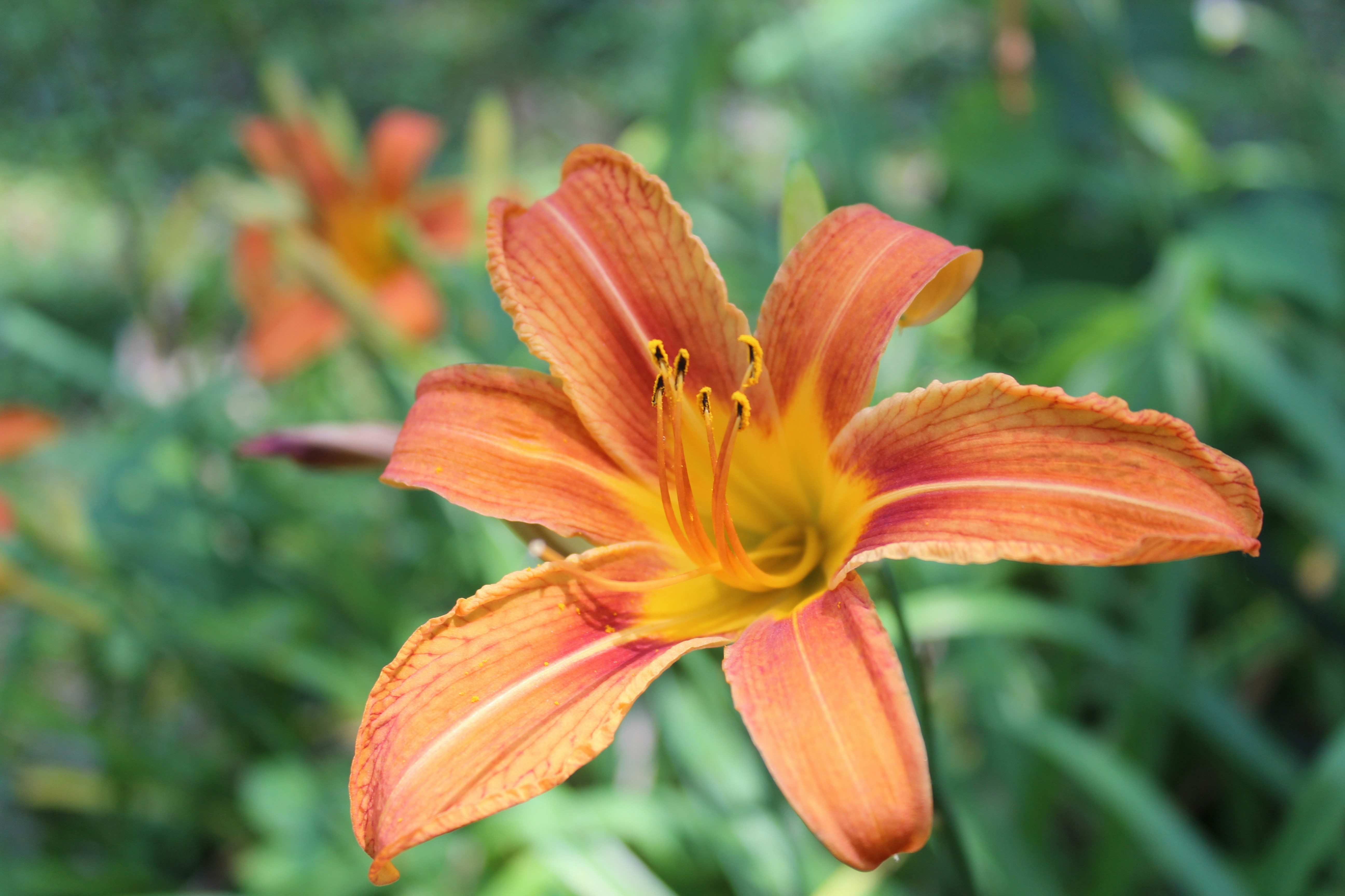 Free Unsplash photo from Pruthvi Shetty