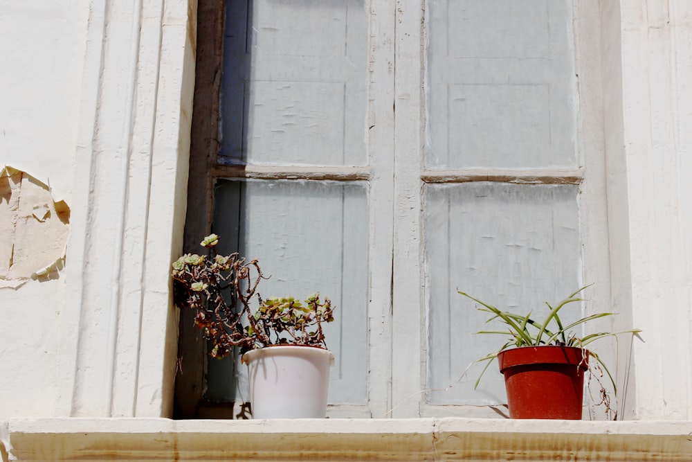 dois vasos de plantas ao lado da janela fechada