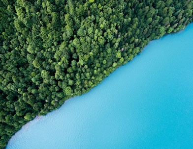 bird's eye view photography of trees and body of water