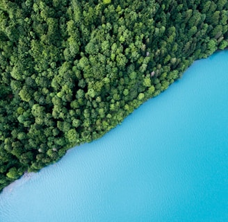 bird's eye view photography of trees and body of water