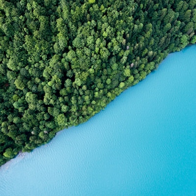 bird's eye view photography of trees and body of water