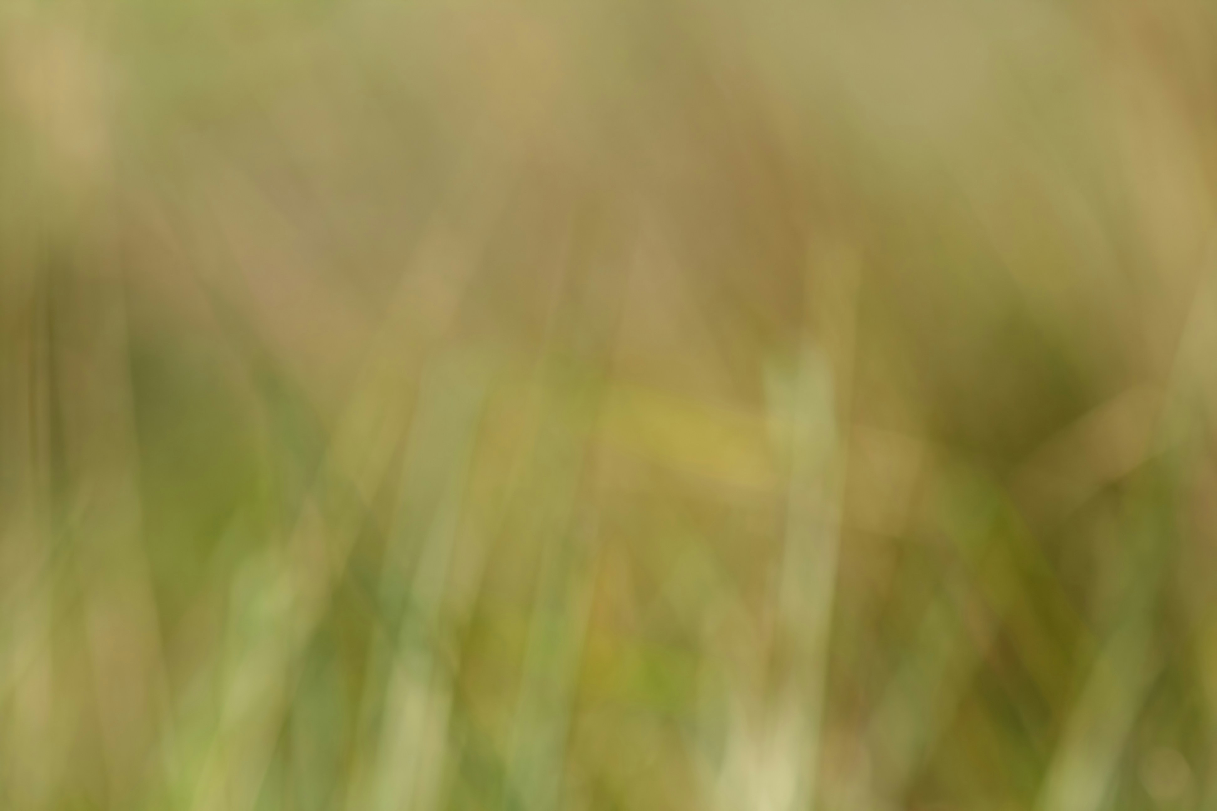 Free Unsplash photo from Shabu Anower