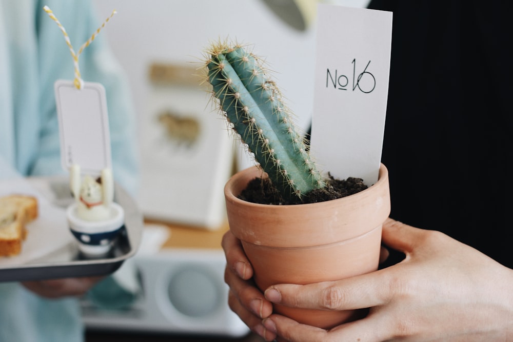 Persona sosteniendo una maceta de cactus verde