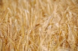 shallow focus photography of wheat field