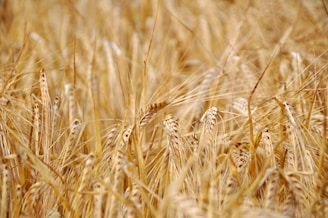 shallow focus photography of wheat field