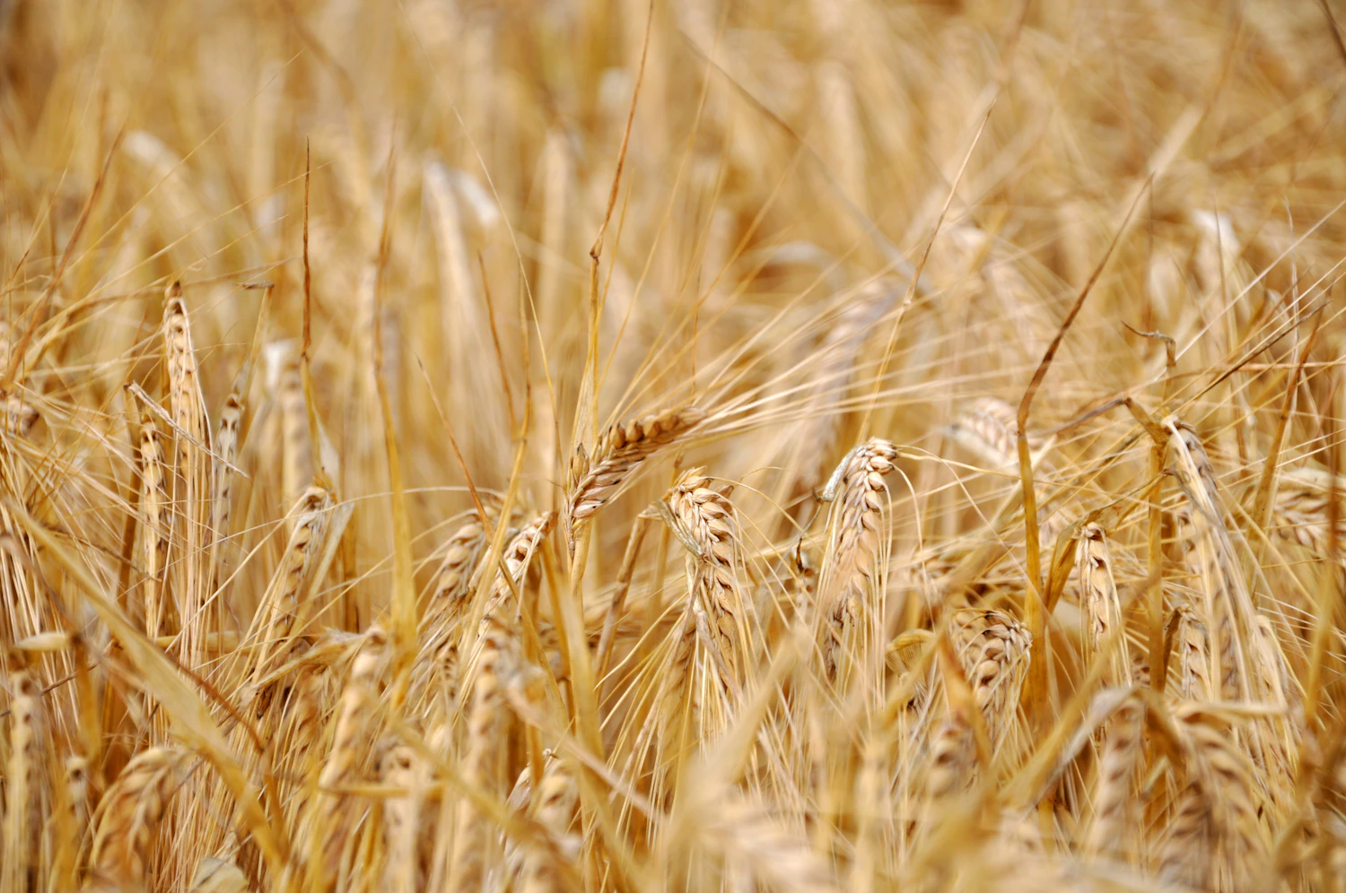 Bearded cereal ears, golden and close, filling the whole frame