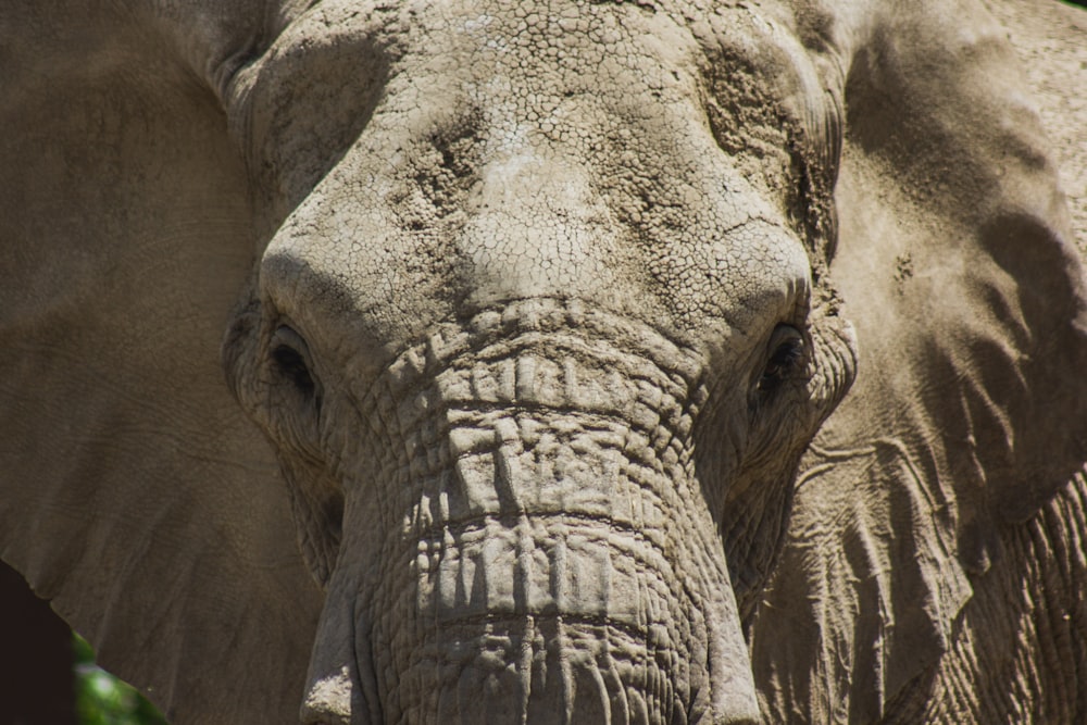 close-up photo of elephant