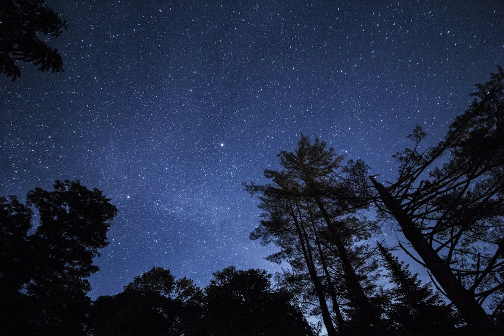 photo of trees and sky during night time