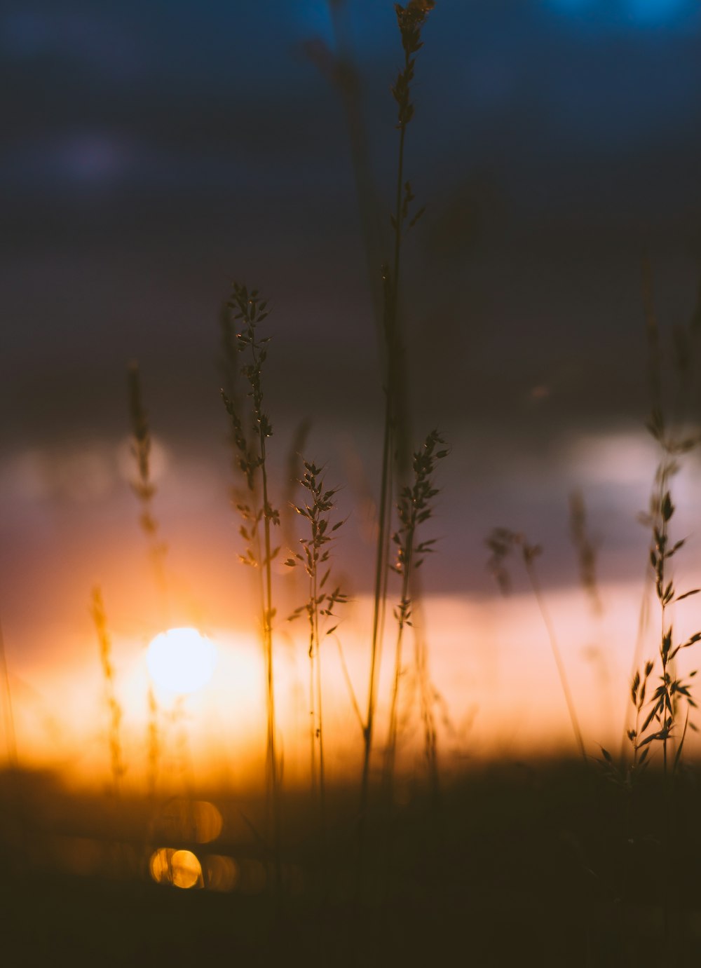 silhouette of grass under cloudy sky during orange sunset