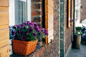 Vibrant purple flowers in a decorative orange pot are placed on a windowsill with wooden shutters. The brick wall and detailed molding add texture and warmth to the scene, with more potted plants visible further down the street.