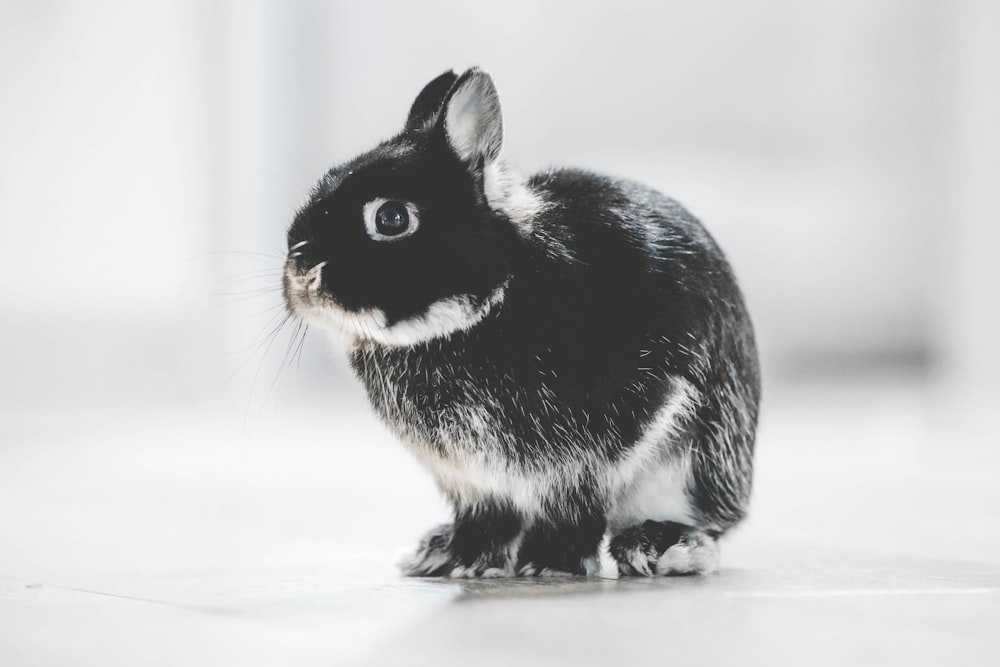 photo of black and white rabbit