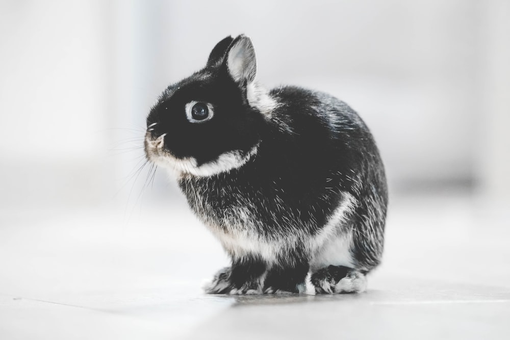 Photo de lapin noir et blanc