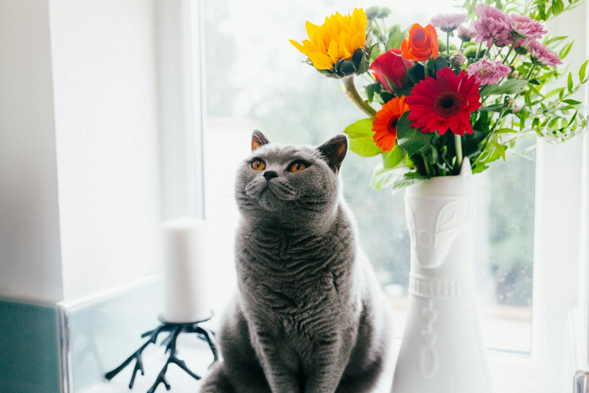 Russian blue cat standing near ceramic vase with artificial flowers