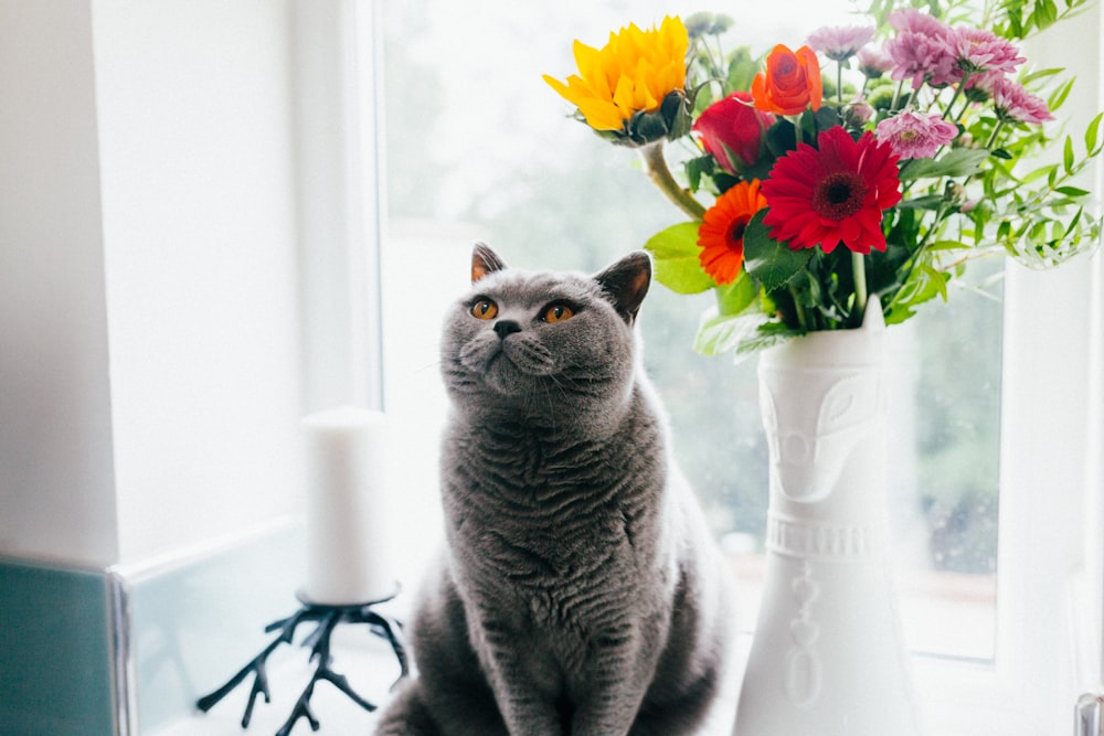 Russisch-blaue Katze steht neben Keramikvase mit künstlichen Blumen