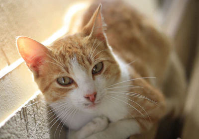 A gentle special needs cat resting comfortably in a cozy foster home.