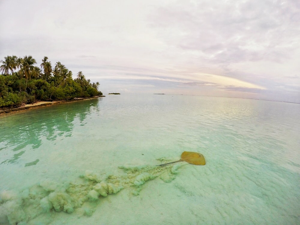 photo of body of water beside trees