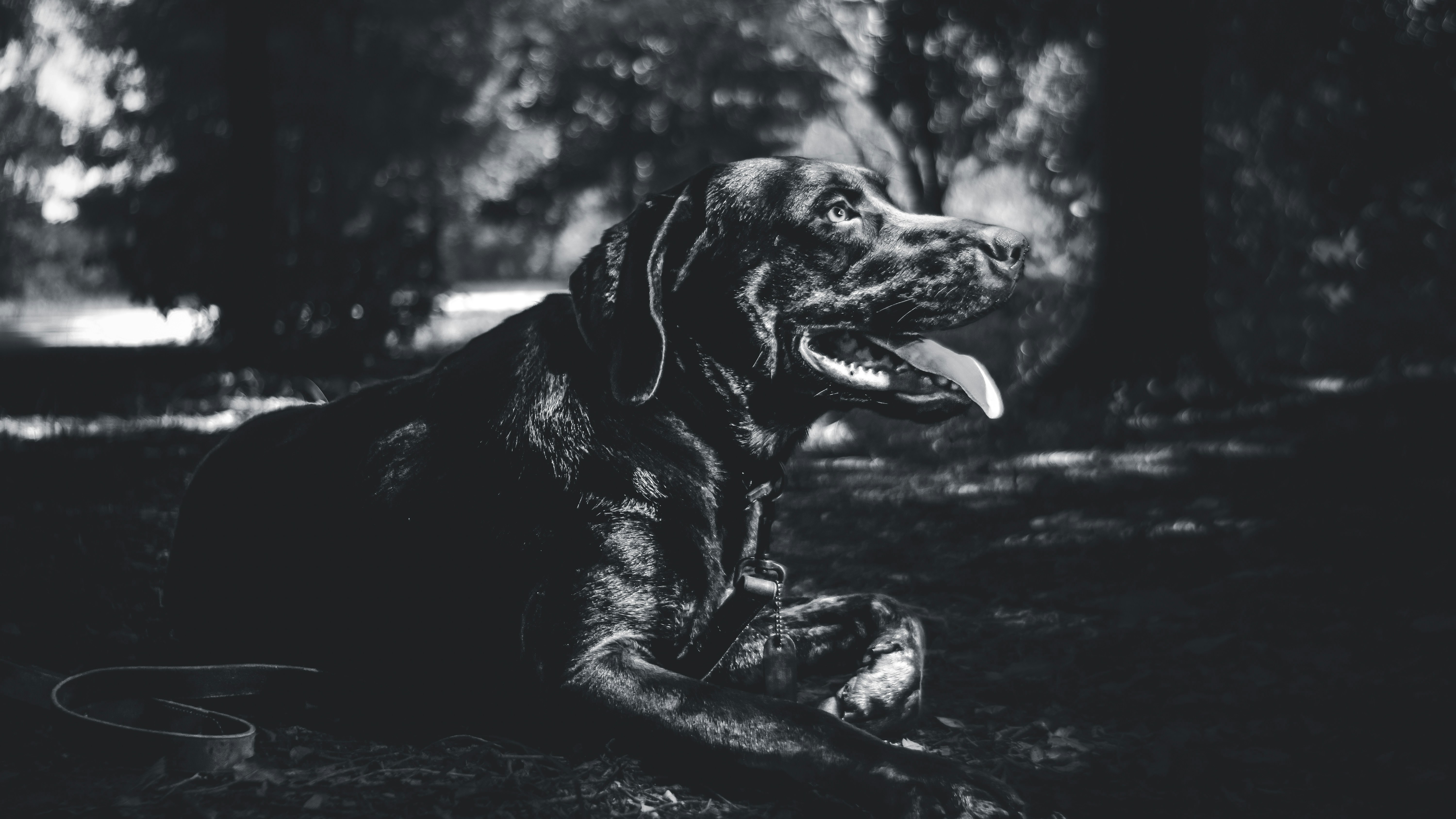 I was taking my dog Atticus on a walk in the park and I don’t usually carry my equipment with me, but I wanted to shoot something. Stuck in the shade and waiting for him to be ready for another stroll (it was 90 degrees out) I busted out my speed light and my 28mm lens… and boom I got this awesome shot. I love this picture of him.
