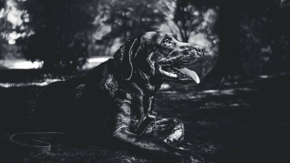 grayscale photography of dogf