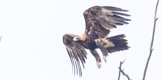 A majestic bird of prey soaring over the Kedron Wavell landscape at sunrise.
