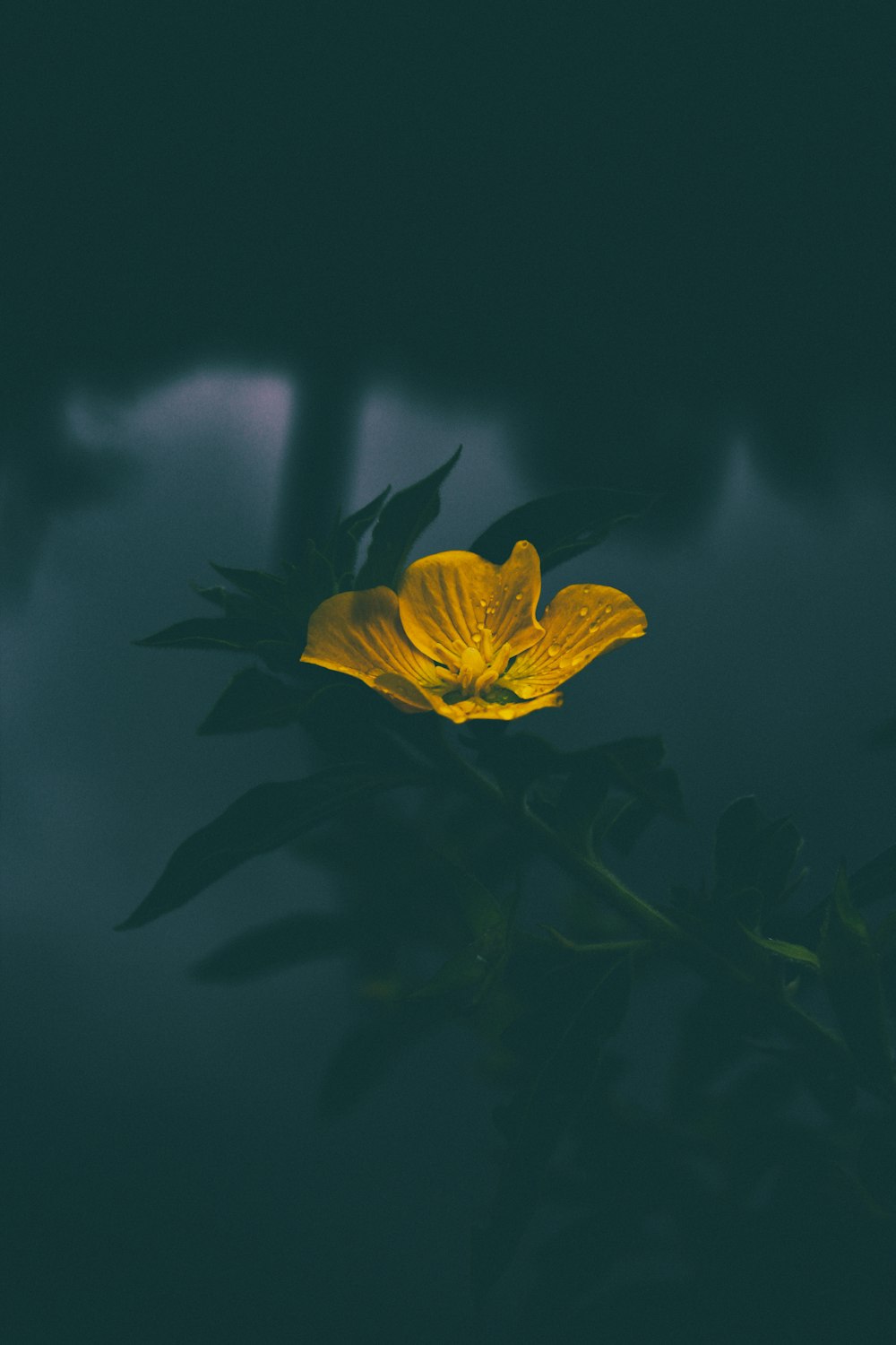 Primer plano de la flor de pétalos amarillos con gotas de rocío