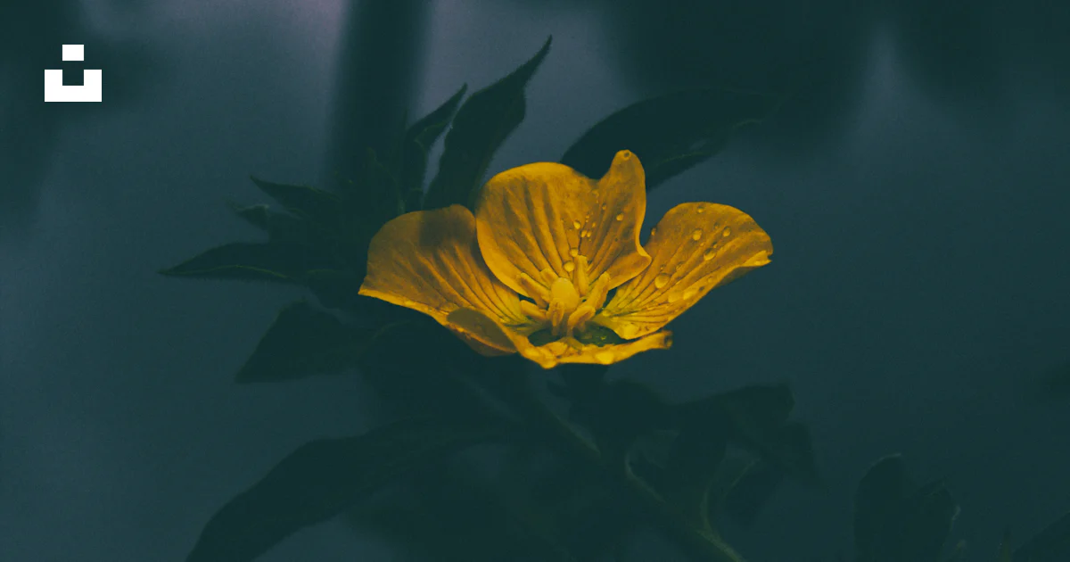 Foto Closeup bunga kelopak kuning dengan tetesan embun – Gambar Bunga ...