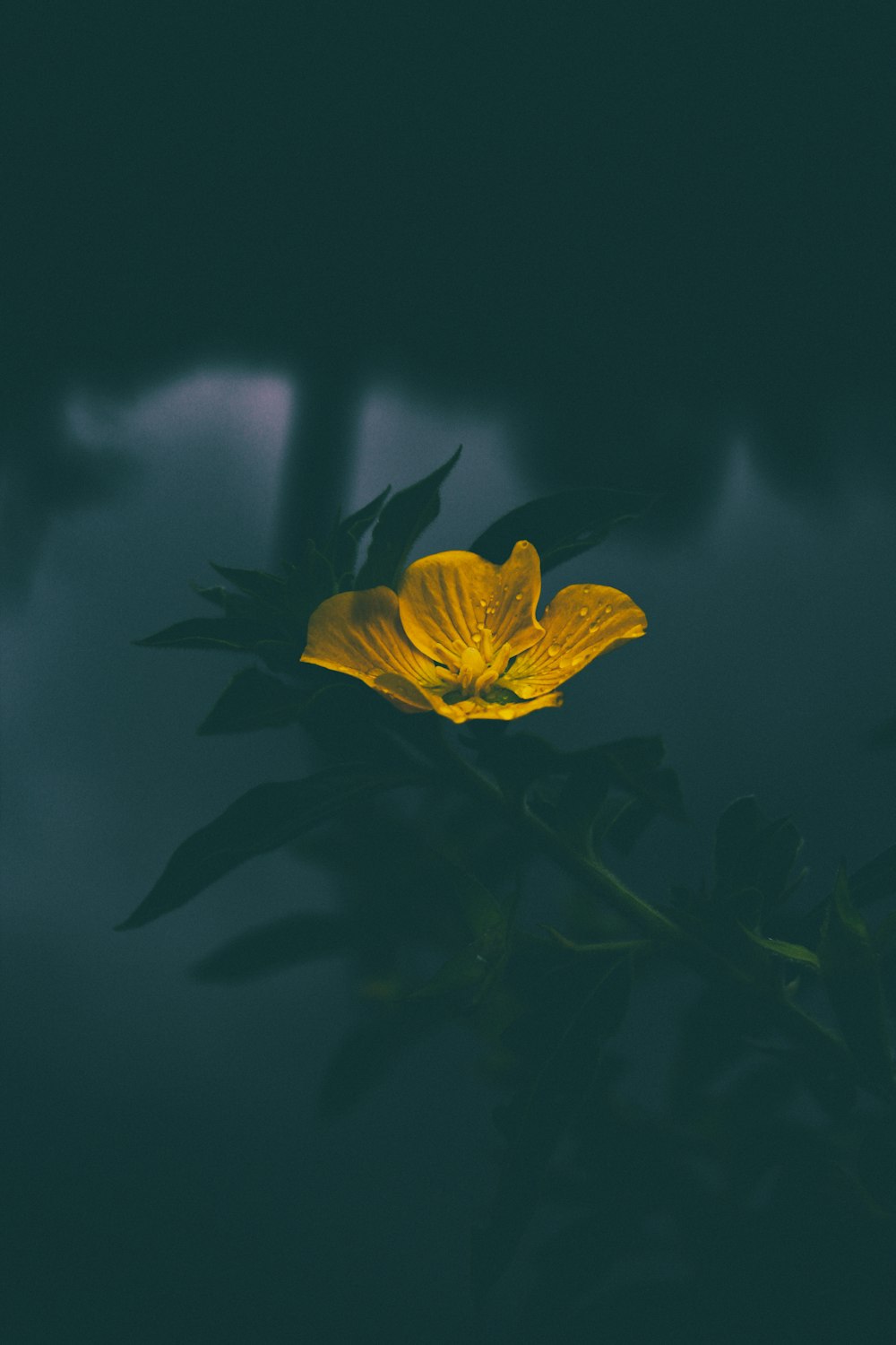 closeup of yellow petaled flower with dew drops