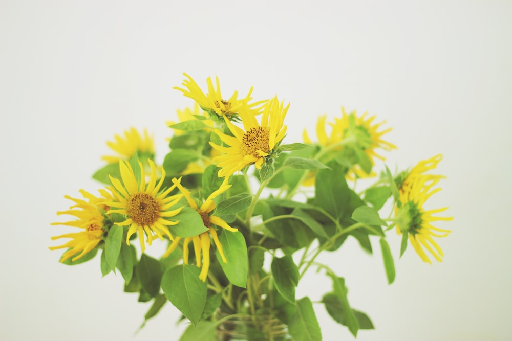 yellow petaled flower