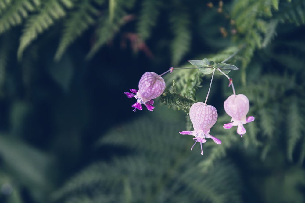 pink flowers with green leaves