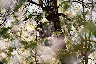Handcrafted wooden birdhouse hanging on a tree branch in natural sunlight