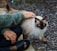 A person wearing a green knitted sweater and black shoes is gently petting a Siamese cat with striking blue eyes. The cat is standing on a paved area with its fur appearing soft and fluffy.