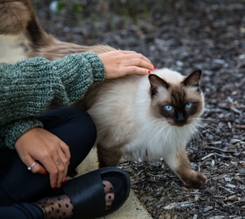 A person wearing a green knitted sweater and black shoes is gently petting a Siamese cat with striking blue eyes. The cat is standing on a paved area with its fur appearing soft and fluffy.