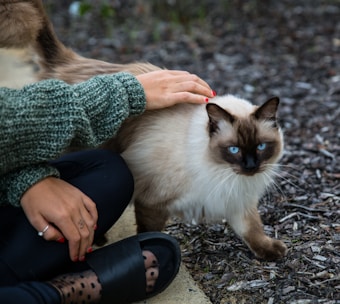 A person wearing a green knitted sweater and black shoes is gently petting a Siamese cat with striking blue eyes. The cat is standing on a paved area with its fur appearing soft and fluffy.