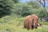 A close-up of a majestic wild elephant walking through lush green grass at Minneriya National Park.