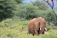 A close-up of a majestic wild elephant walking through lush green grass at Minneriya National Park.