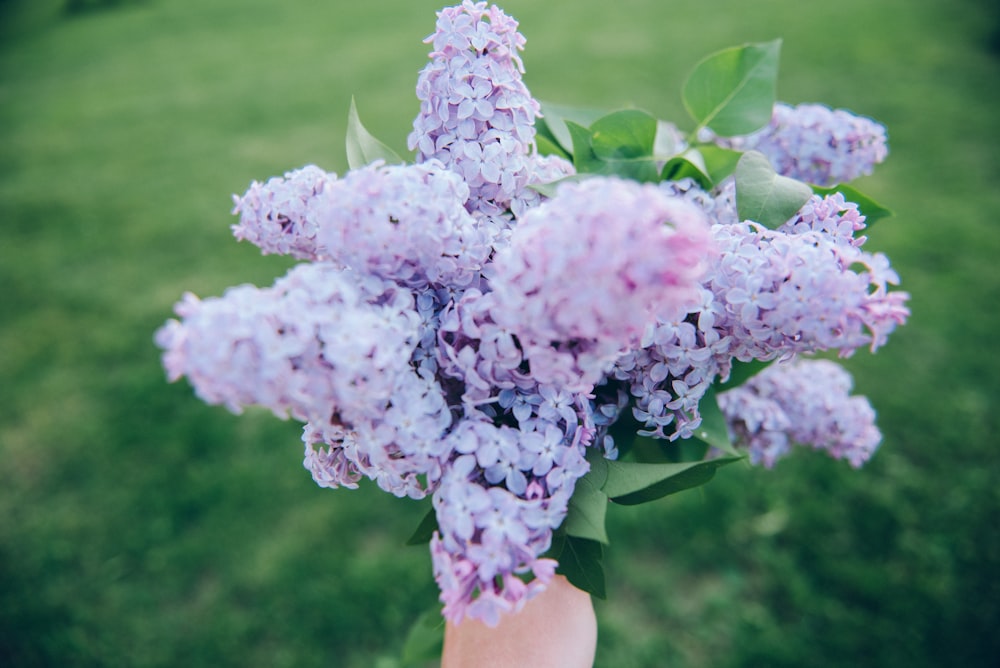 shallow focus photography of bouquet of purple orchids