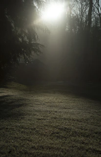 Peaceful outdoor scene with early morning sunlight filtering through tall trees over a field of gentle grasses.