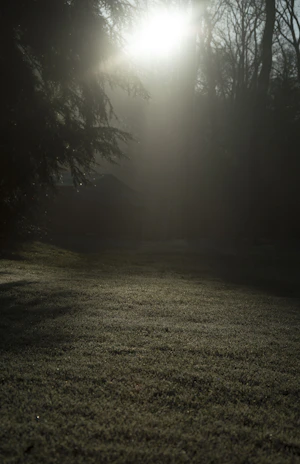 Peaceful outdoor scene with early morning sunlight filtering through tall trees over a field of gentle grasses.