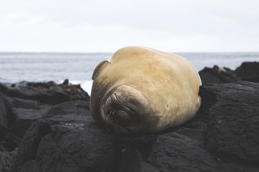 Kerguelen Islands seal on a holiday planned by Francesco Margaretini