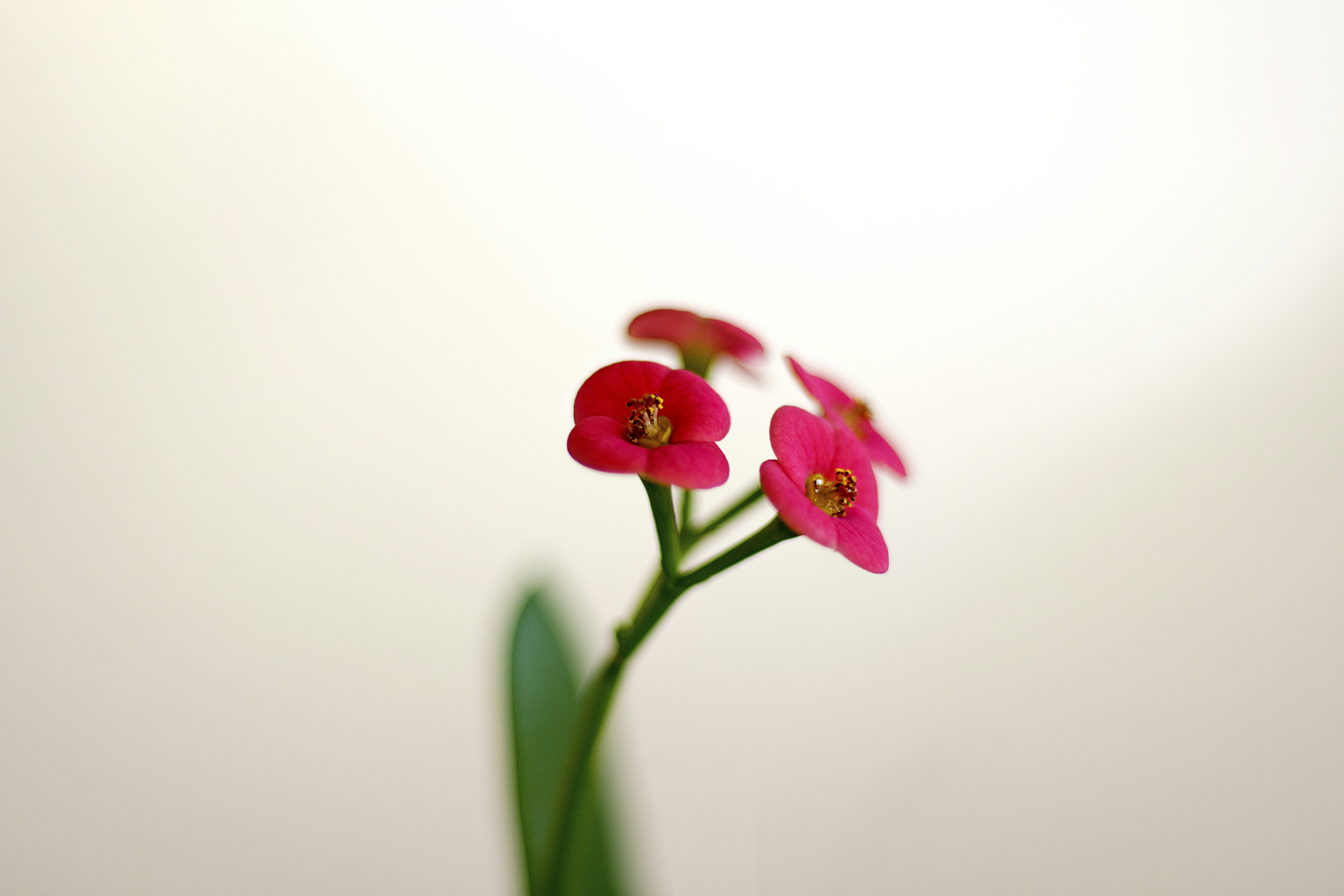 Free Unsplash photo from Emre Camcıoğlu