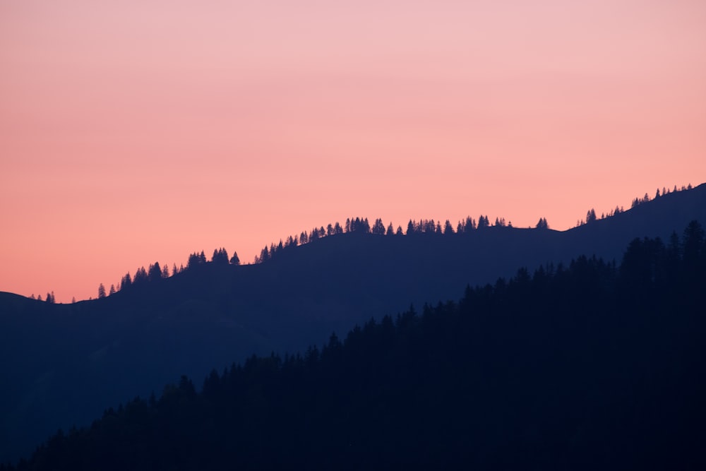 silhouette photo of trees