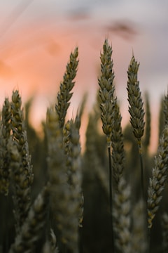 A wheat cutting reaper slicing through tall stalks at sunset.