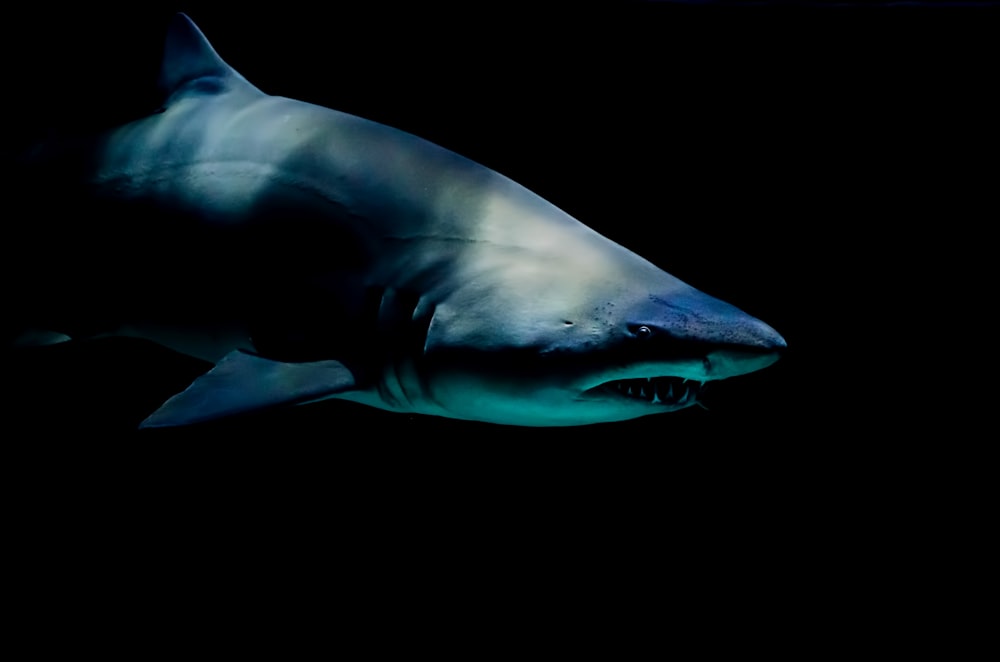 Dark shot of shark with sharp teeth in water at Moody Gardens